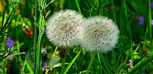 Pusteblume