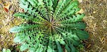 Löwenzahn Rosette