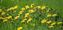 Löwenzahn Wiese