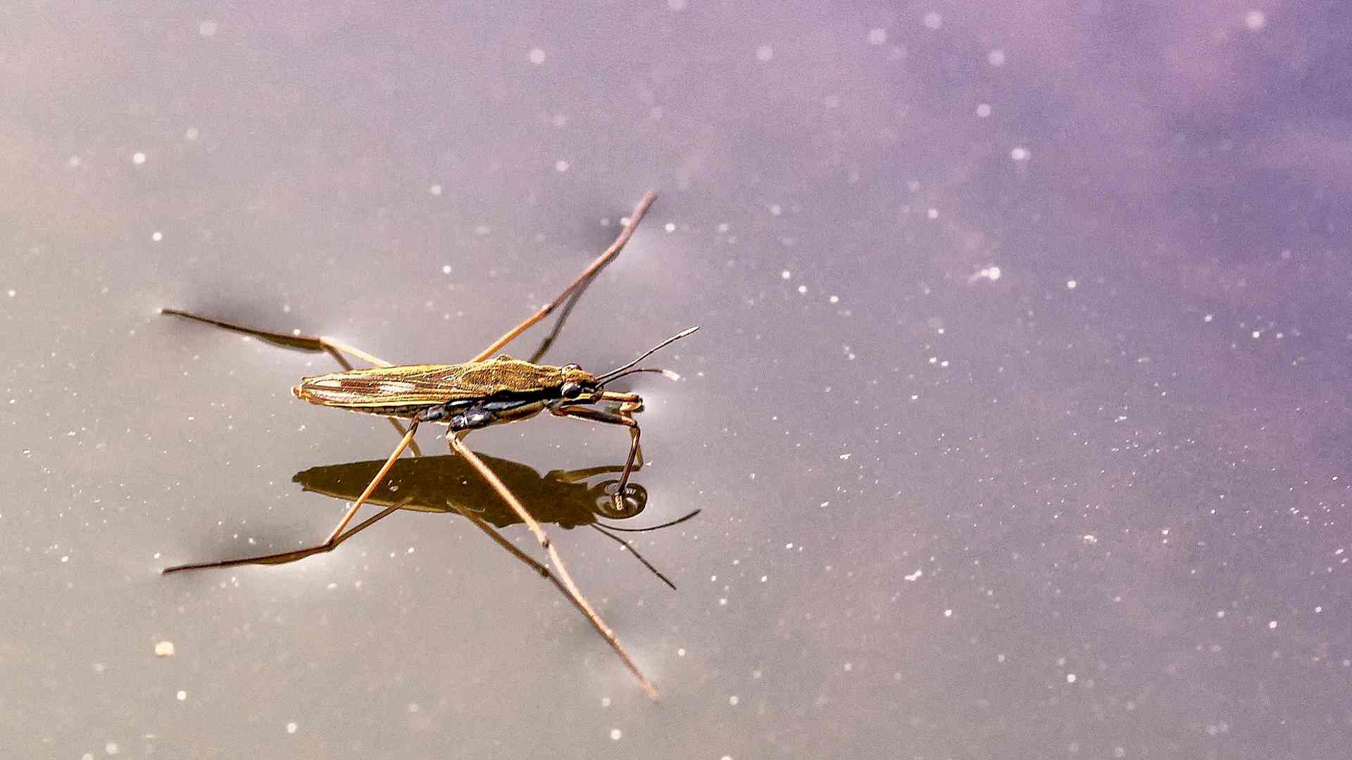 Was macht eigentlich der Wasserläufer übers Jahr? Headerbild