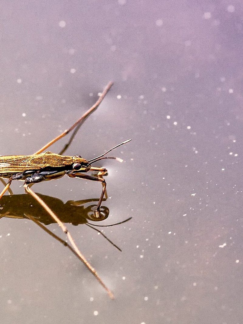 Was macht eigentlich der Wasserläufer übers Jahr?