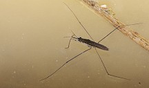 Der Wasserläufer hat X-Beine! Wasserläufer auf Wasser