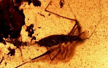 Ein Wasserläufer ist in einem Bernstein eingeschlossen erhalten geblieben. Uralter Wasserläufer in Bernstein