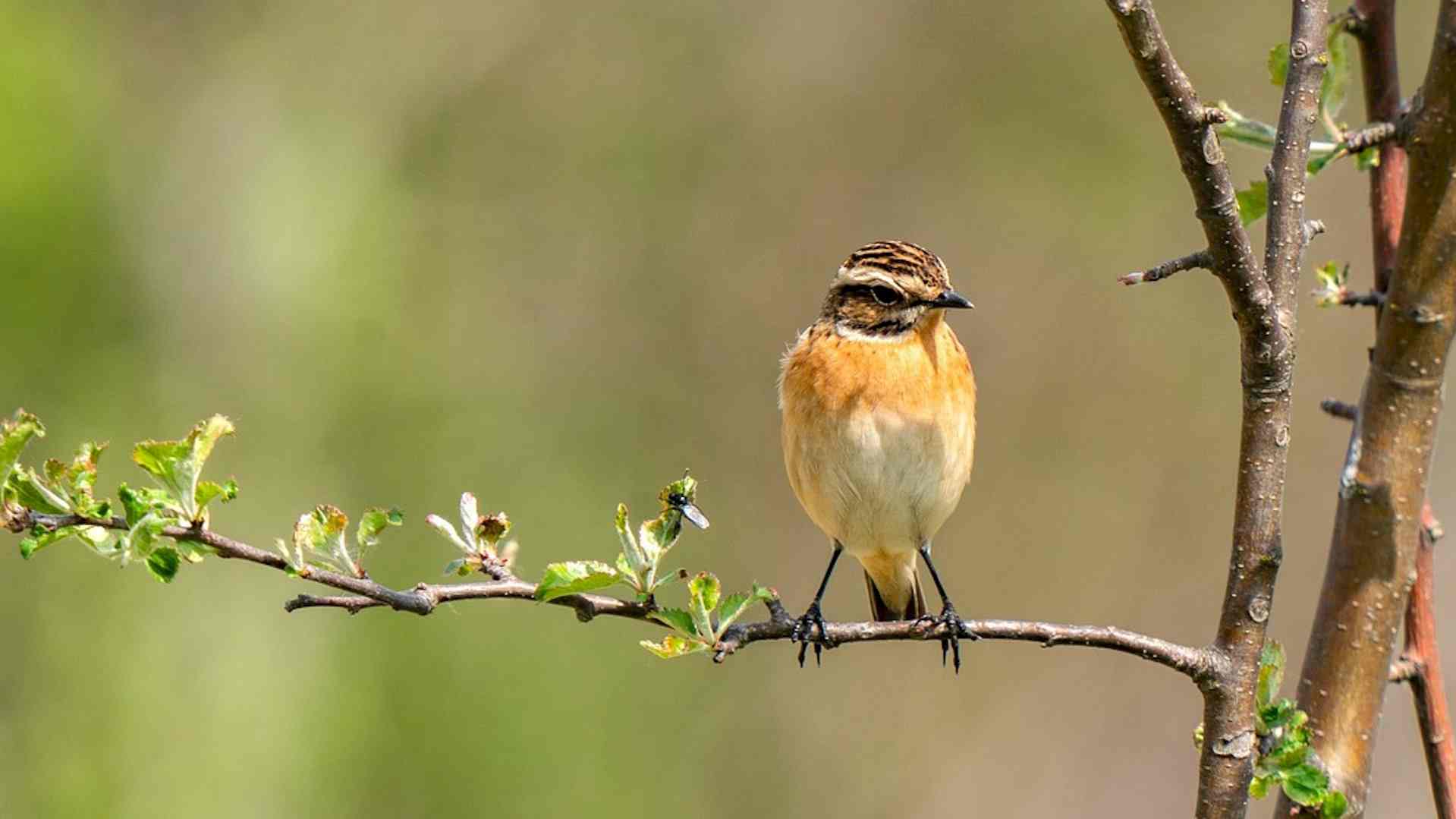 Was macht eigentlich das Braunkehlchen übers Jahr? Headerbild