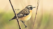 Ein Braunkehlchen sitzt auf einem Zweig. Braunkehlchen Männchen