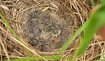 Flauschige Jungvögel im Nest eines Braunkehlchens. Braunkehlchen Nest mit Jungvögeln