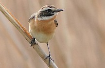Ein Braunkehlchen duckt sich. Braunkelchen auf Halm