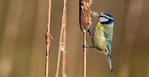 Eine Blaumeise zupft sich Rorkolbensamen für ihr Nest. Blaumeise an Rohrkolben