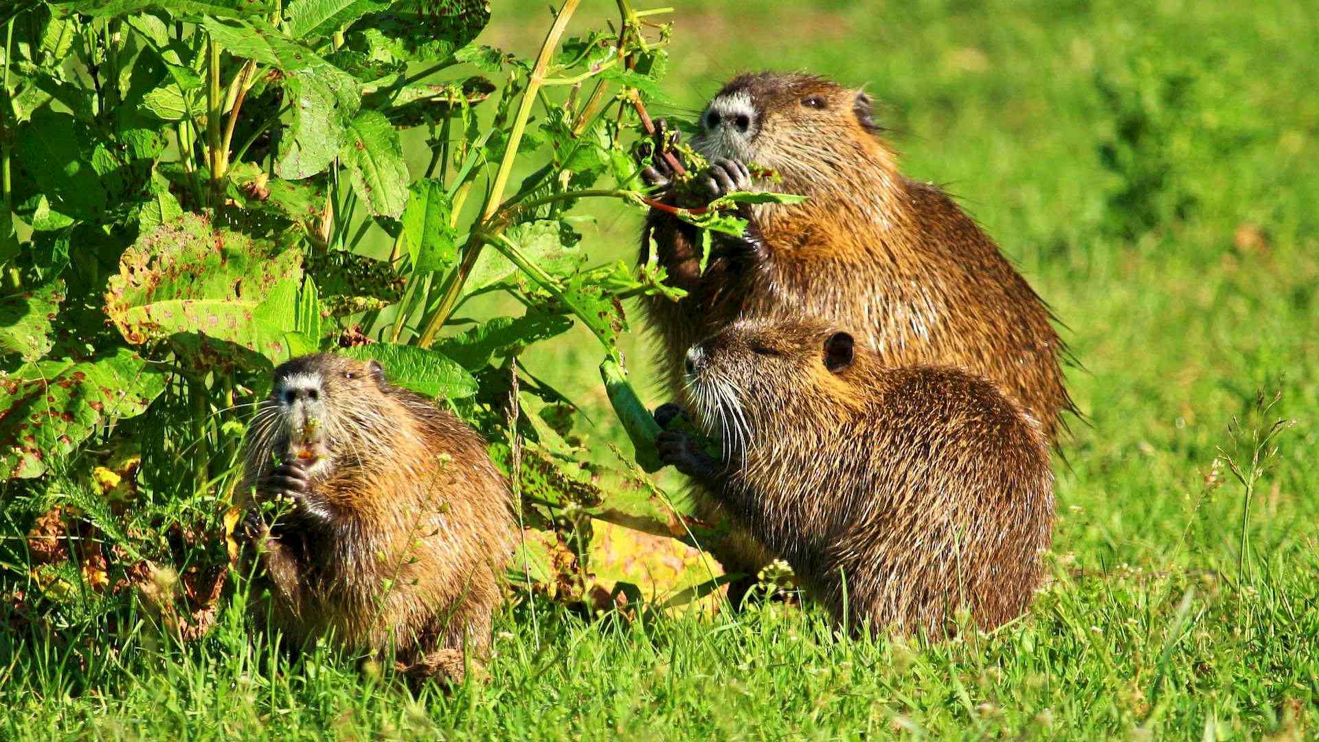Was macht eigentlich die Nutria im Frühling? Headerbild