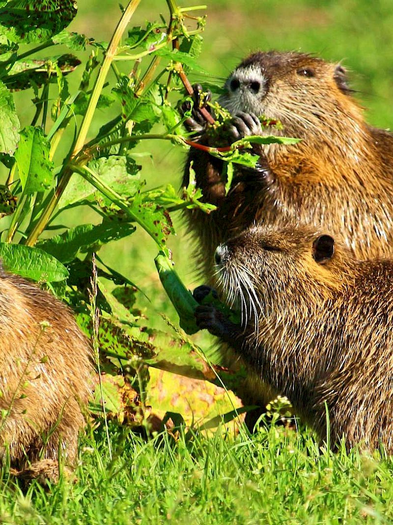Was macht eigentlich die Nutria im Frühling?