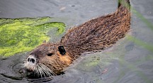 Eine schwimmende Nutria. Nutria schwimmt