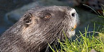 Nutrias haben kleine Augen. Nutria Kopf