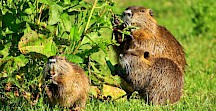 Eine Nutriafamilie frisst an einem Ampfer. Nutria Familie