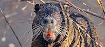 Dieses Nutria ist schon älter. Nutria Zähne