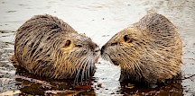 Zwei Nutrias berühren sich an den Nasen. Nutria Paar
