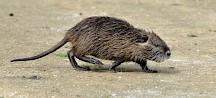 Ein Nutriakind läuft über einen Weg. Kleines Nutria an Land