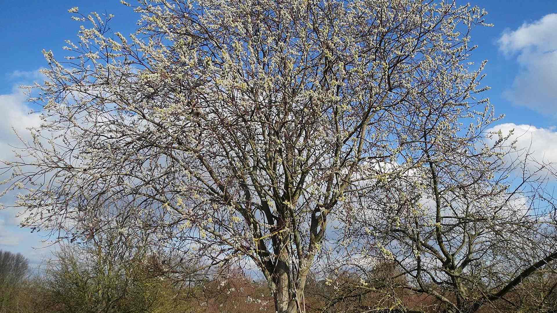 Was macht eigentlich die Salweide übers Jahr? Headerbild