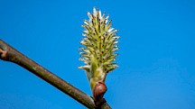Eine weibliche Blüte der Salweide. Salweide weibliche Blüte