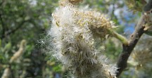 Eine weibliche Blüte mit abflugbereiten Samen. Salweide Samen
