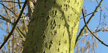 Die Borke der Salweide ist grünlich und trägt viele Korkwarzen (Lentizellen). Salweide Rinde