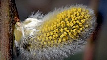 Eine männliche Blüte der Salweide mit sichtbaren Staubbeuteln. Salweide männliche Blüte
