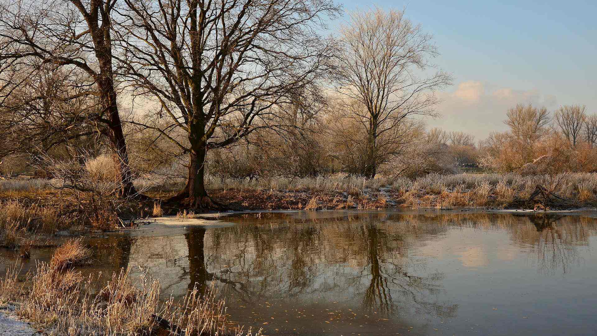 Was macht eigentlich die Kleine Teichmuschel übers Jahr? Headerbild