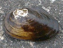Die äußere Kalkschicht kann abplatzen. Darunter sind sie weißlich. Kleine Teichmuschel mit weißen Flecken