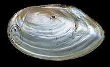 Von innen schimmert die Teichmuschel perlmuttfarben. Kleine Teichmuschel Innenseite