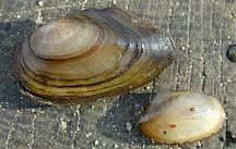 Eine Teichmuschel liegt auf einem Holzsteg. Kleine Teichmuschel auf Steg