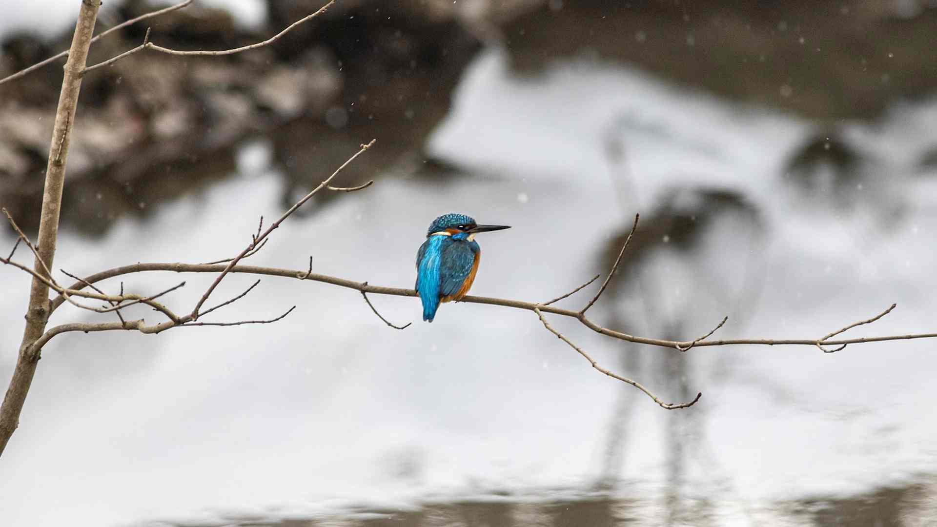 Was macht eigentlich der Eisvogel übers Jahr? Headerbild