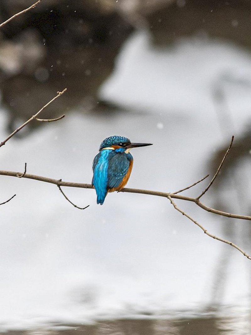Was macht eigentlich der Eisvogel übers Jahr?