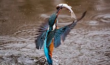 Ein Eisvogel holt erfolgreich einen Fisch aus dem Wasser. Eisvogel fängt Fisch