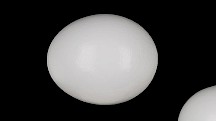 Die Eier der Eisvögel sind weiß und glänzend. Eisvogel Ei