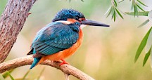 Ein Eisvogel sitzt auf einem Zweig. Eisvogel auf Zweig