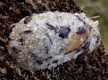 Das Gewölle eines Eisvogels besteht aus Gräten. Eisvogel Gewölle