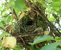 Zaunkönig Nest