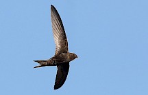 Ein Mauersegler fliegt am Himmel. Mauersegler im Flug