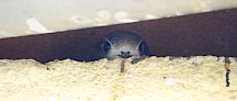 Ein Mauersegler schaut durch einen Spalt aus seinem Nest heraus. Mauersegler schaut aus Nest