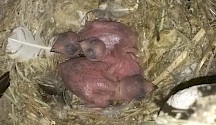 Drei nackte Mauersegler-Küken. Mauersegler nackte Jungen