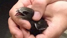 Ein Mauersegler wird von einer Hand gehalten. Mauersegler in Hand