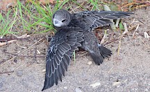 Ein junger Mauersegler auf dem Boden. Mauersegler Jungvogel