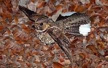 Ein Ziegenmelkermännchen präsentiert sein Gefieder. Ziegemelker Männchen