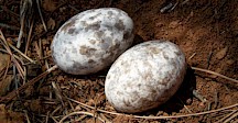 Zwei Eier eines Ziegenmelkers. Ziegenmelker Eier