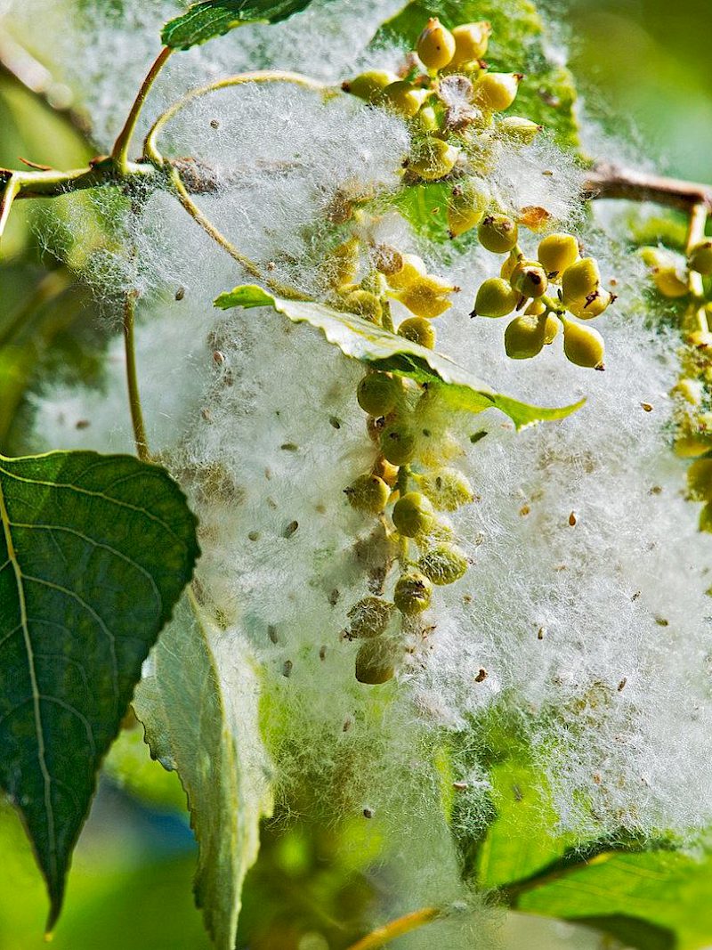 Was macht eigentlich die Schwarzpappel im Sommer?