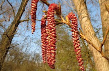 Schwarzpappel männliche Blüte