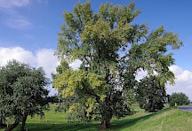 Schwarzpappel Baum