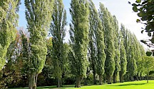 Pyramidenpappel Allee