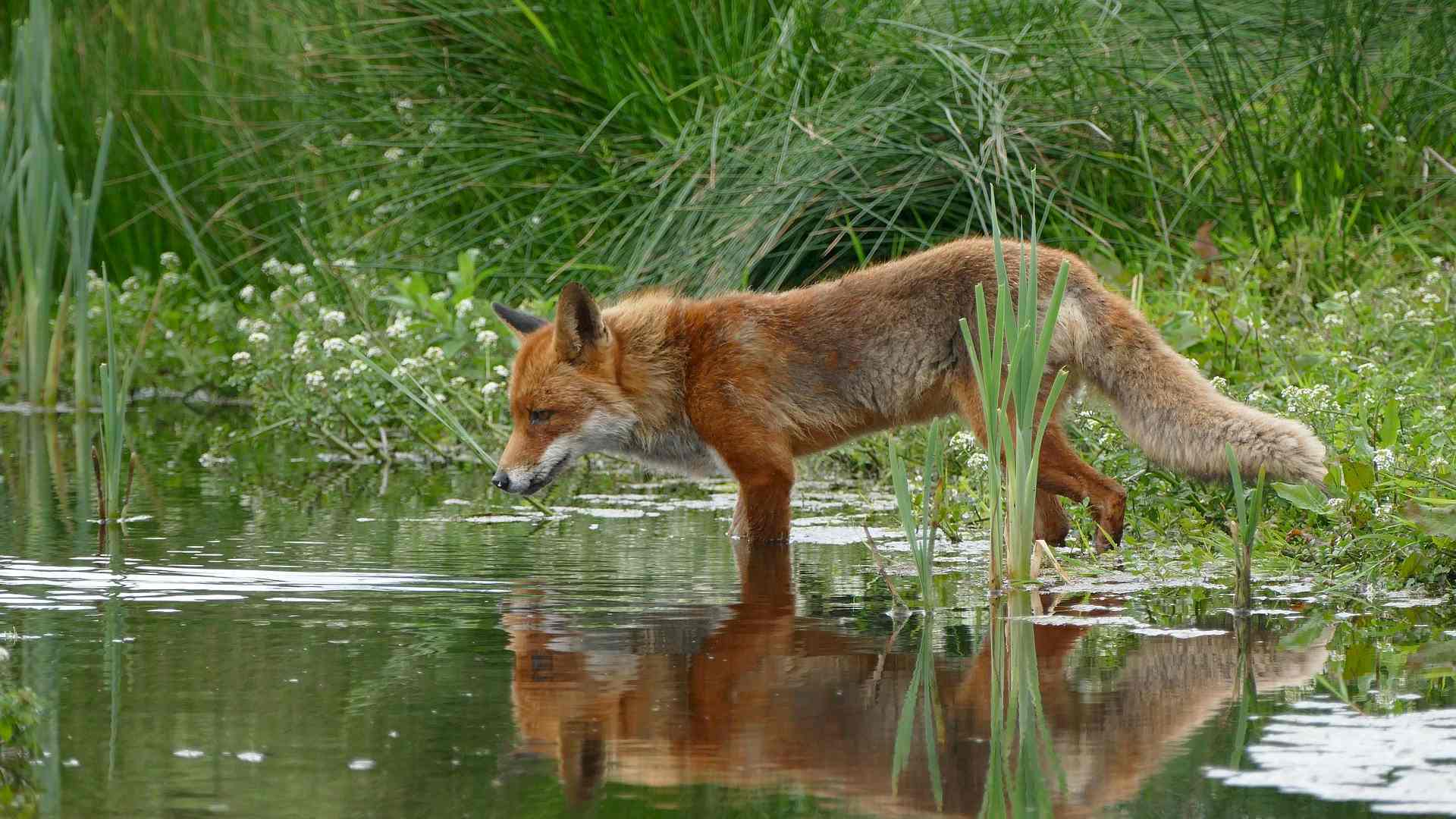 Was macht eigentlich der Rotfuchs übers Jahr? Headerbild