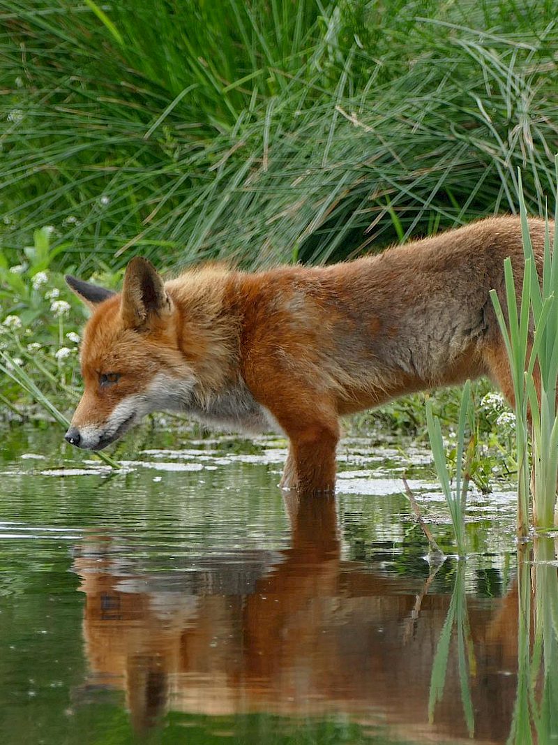 Was macht eigentlich der Rotfuchs übers Jahr?