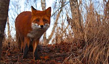 Ein Rotfuchs schaut neugierig in die Kamera. Rotfuchs